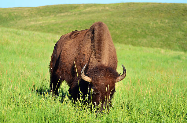 istock South Dakota Buffalo 504525916