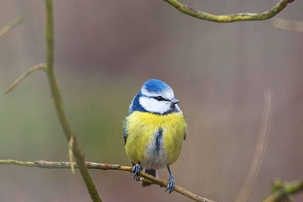 istock Blue tit sitting on a branch and looking 504527646