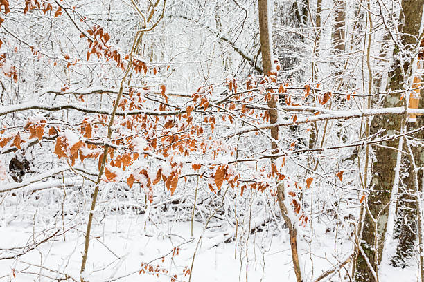 istock Autumn leaves left on the branches in the winter forest 504527800