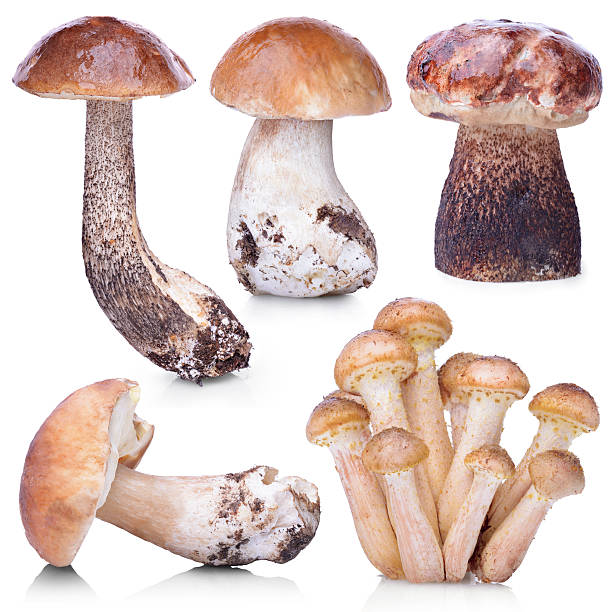 istock Set of raw mushrooms isolated on white background 504527816
