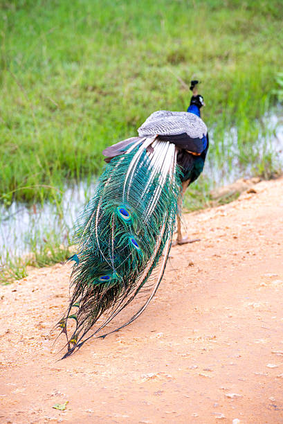 istock Male peacock in natural habitat 504528050