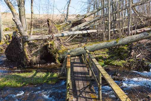 Storm damaged forest by hiking trails