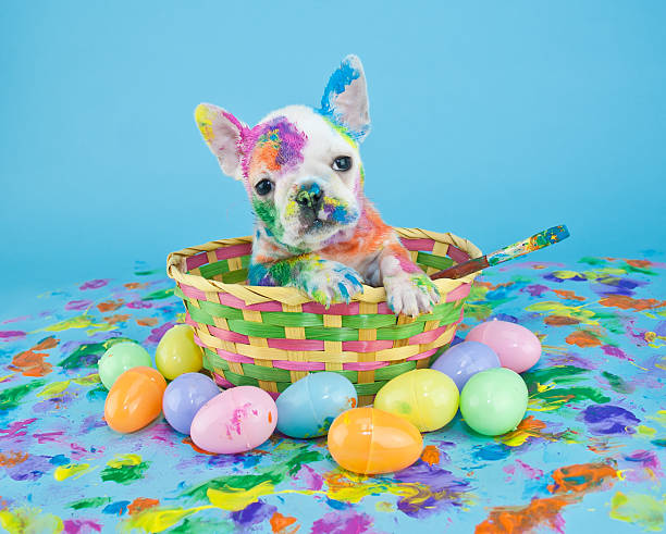 Painted Easter Puppy Funny little French Bulldog puppy sitting in an Easter basket, that looks like she just got done painting Easter eggs. On a blue background. breed eggs stock pictures, royalty-free photos & images