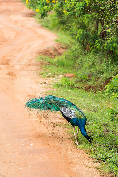 istock Peacock in natural habitat 504528792
