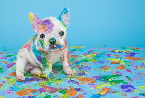 Silly little French Bulldog that looks like she got into the art teachers paint supplies, on a blue background with copy space.