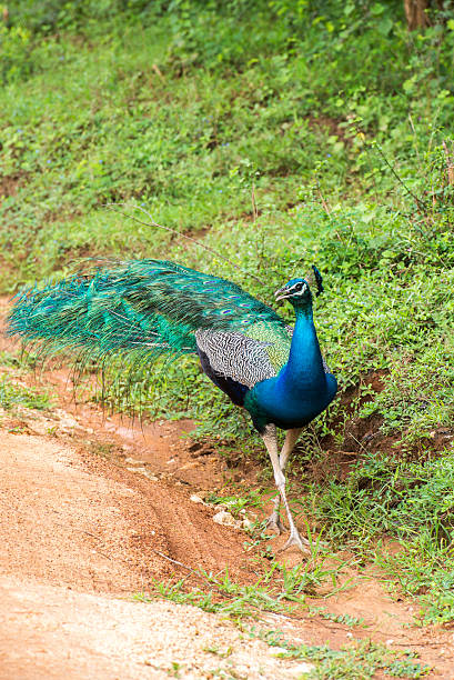 istock Peacock in natural habitat 504529234