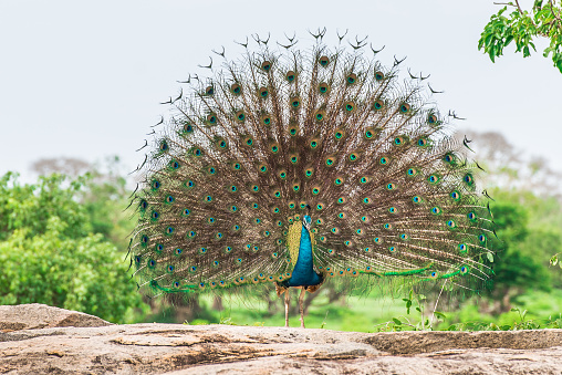 Peacock in natural habitat