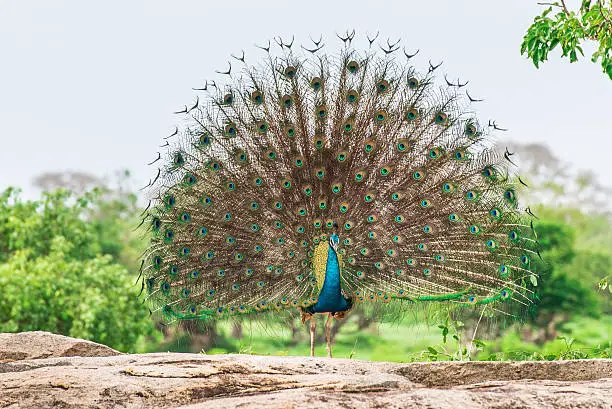 Photo of Peacock in natural habitat