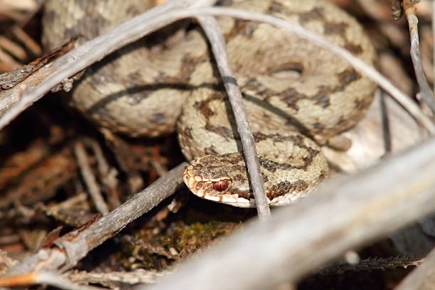 common european viper hiding amongst twigs, basking in the sun ( Vipera berus )