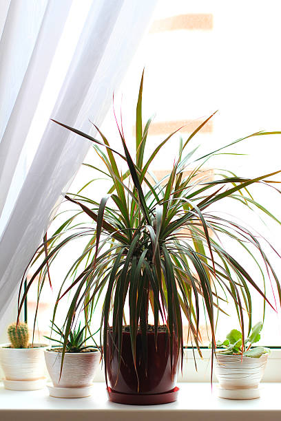 istock dracena house plant (dracaena) 504530558