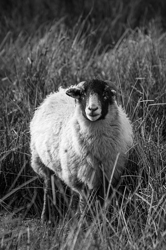 A black and white photograph of a big woolly sheep standing in a patch of long grass. The sheep is curiously looking into the camera. Photo location: White Coppice, Lancashire, England.