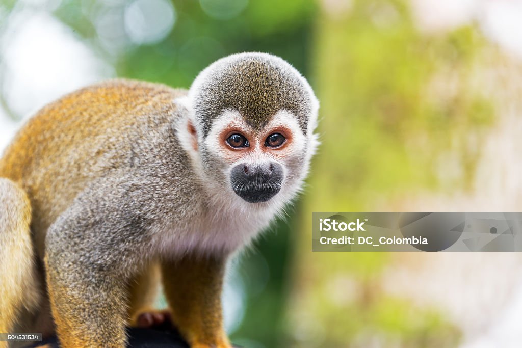 Squirrel Monkey Closeup Closeup of a squirrel monkey in the Amazon rain forest in Colombia Colombia Stock Photo