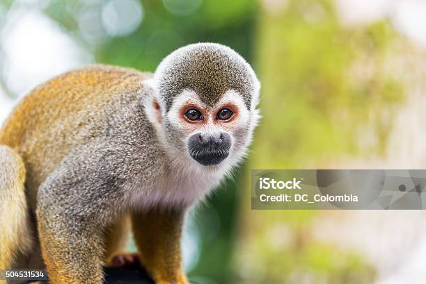 Squirrel Monkey Closeup Stock Photo - Download Image Now - Colombia, Animal Wildlife, Amazon Rainforest