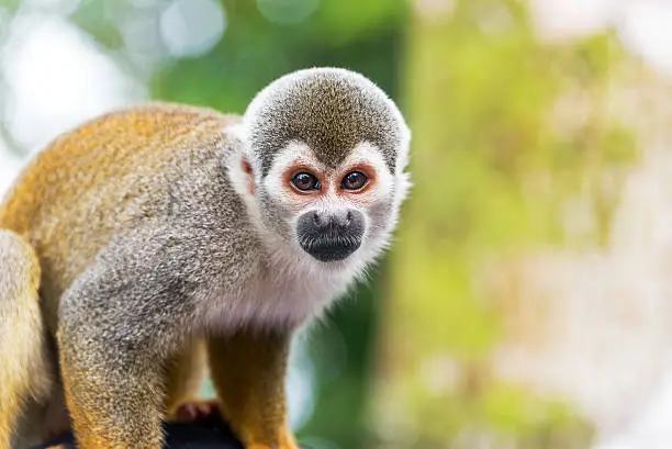 Closeup of a squirrel monkey in the Amazon rain forest in Colombia