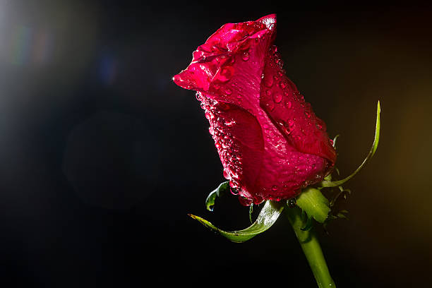 rose rouge avec des gouttes d'eau - bride bouquet photos et images de collection