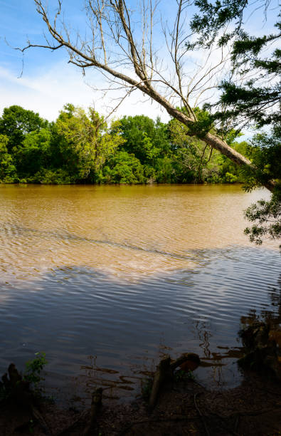 istock Lake Fausse Pointe State Park 504532122