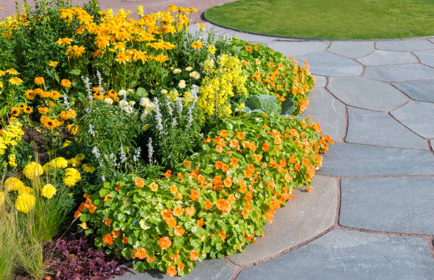 istock Tropaeolum majus and Rudbeckia hirta 504532186