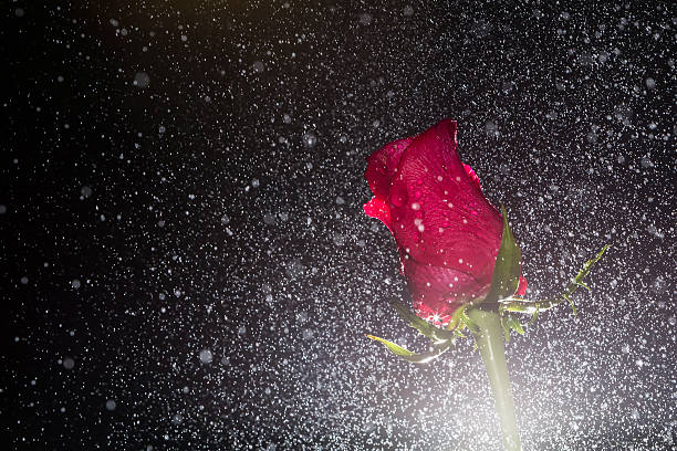 rose rouge avec des gouttes d'eau - bouquet wedding bride flower photos et images de collection