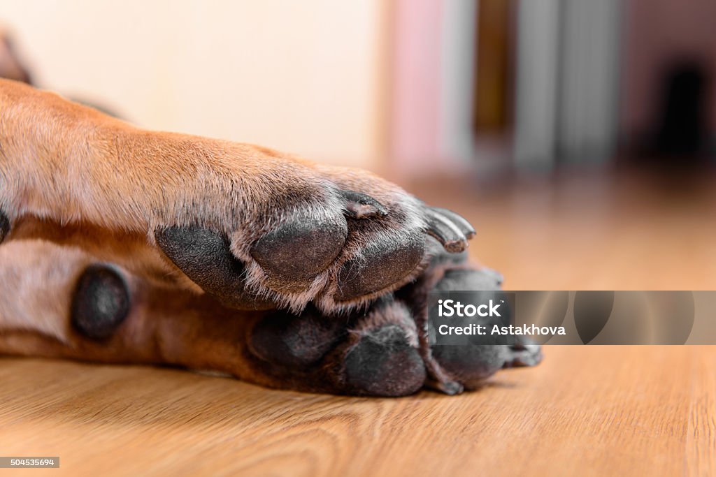 pet dog pads pet dog pads and big claws feet closeup Close-up Stock Photo