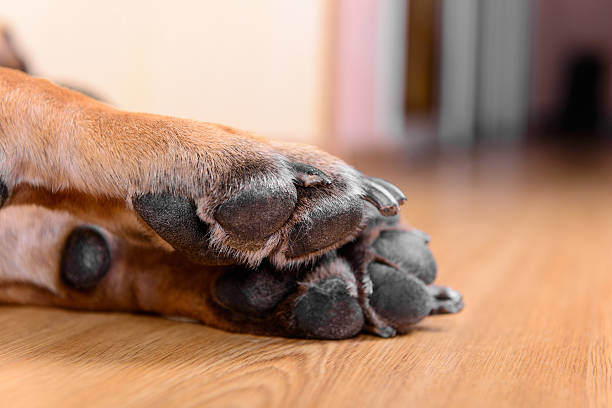 pet dog pads pet dog pads and big claws feet closeup dog paw padding close up stock pictures, royalty-free photos & images