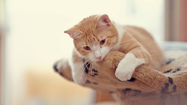istock Portrait red with white the domestic cat 504535760