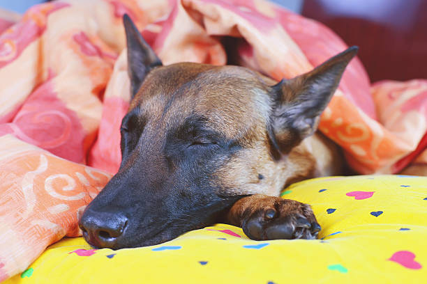 istock Belgian Shepherd dog Malinois sleeping on owner's bed 504535806