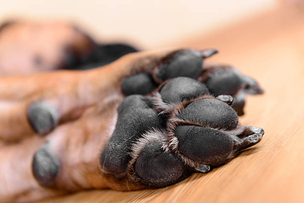 pet dog pads pet dog pads and big claws feet closeup dog paw padding close up stock pictures, royalty-free photos & images