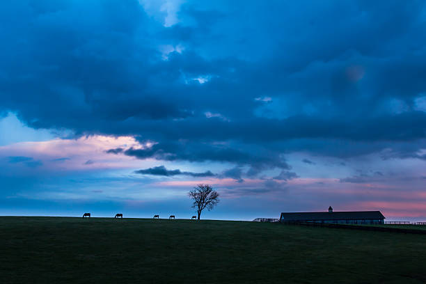 Horses grazing durring the sunset in Frankfort, Kentucky.