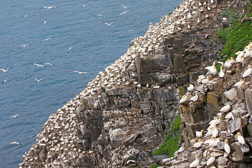 A Northern Gannet Colony on rugged sea cliffs, Cape St Mary Ecological Reserve - Newfoundland.  The ground is fully covered with nesting seabirds.  Canada