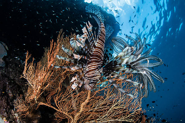istock Lionfish and Coral Reef 504536944