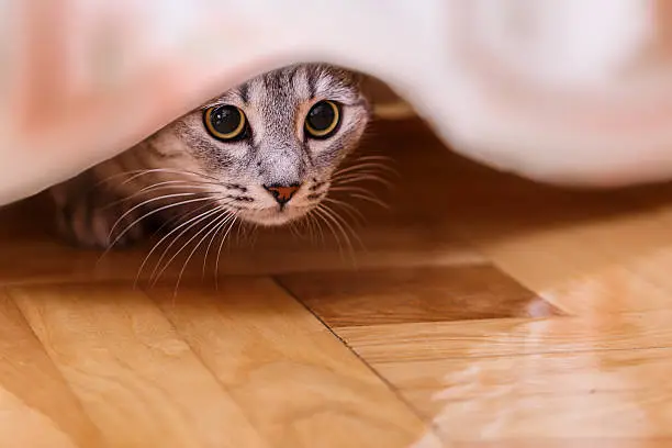 gray cat hides behind a curtain