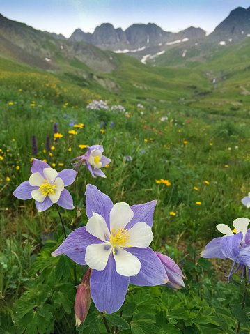 beautiful wildflowers bloom in the summer time in the colorado rocky mountain high country of the san juan range.  vertical mobilestock composition.