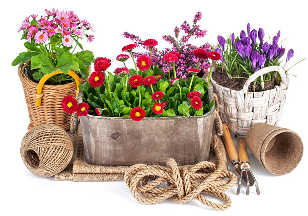 istock Spring flowers in wooden bucket with garden tools 504537882