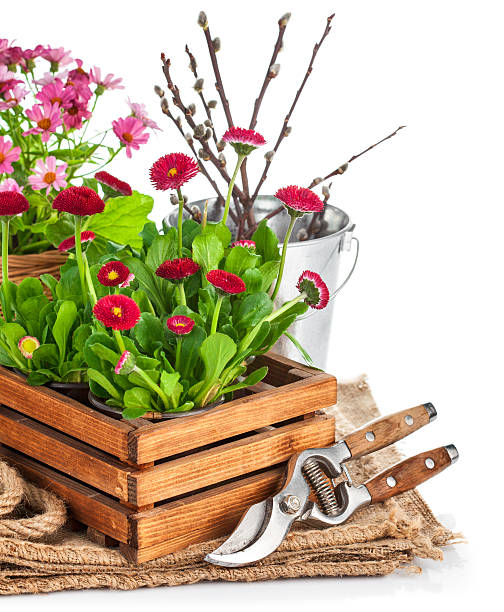 istock Spring flowers in wooden bucket with garden tools 504537968