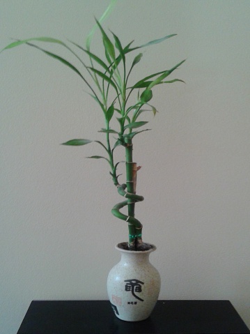 Bamboo plant on a table