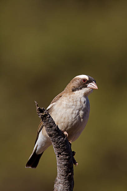 White-browed sparrow-weaver stock photo