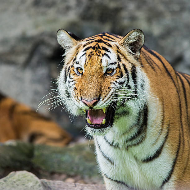 istock Bengal Tiger in the Thailand 504540051