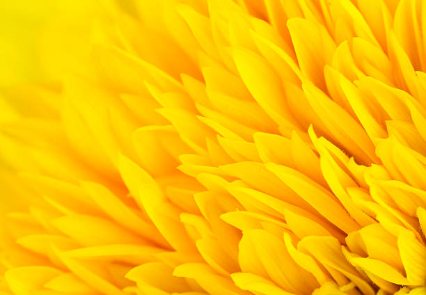 istock Yellow flower petal background 504540355