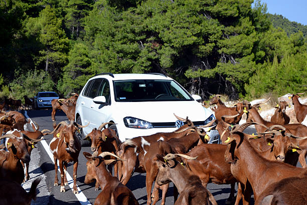 Skopelos Island, Greece - August, 11th, 2013. The goats blocking the road in the mountains on the Skopelos island. The animals stopped test drive of Volkswagen Golf in combi version Variant at the press launch.