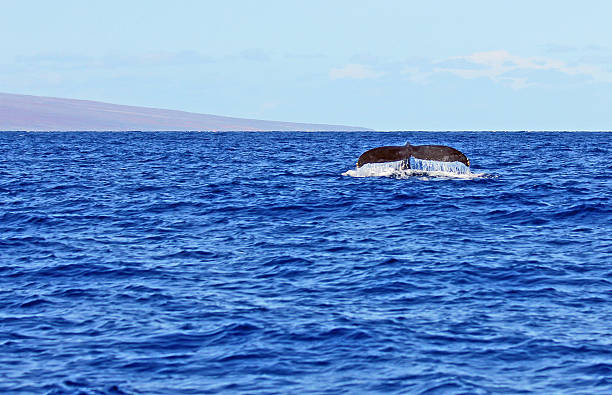 istock Tail of whale 504542047