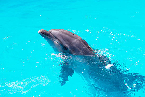 istock dolphins swim in the pool close-up 504542405