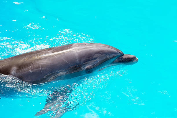 istock dolphins swim in the pool close-up 504542433