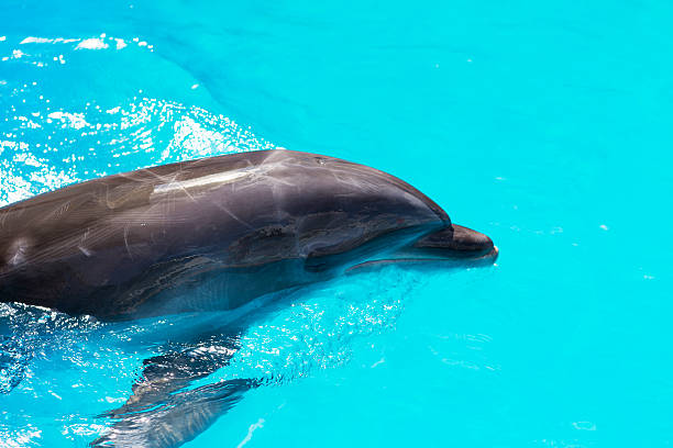 istock dolphins swim in the pool close-up 504542439