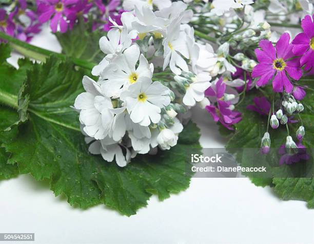 Pert Primulas Branco - Fotografias de stock e mais imagens de Anual - Caraterística da planta - Anual - Caraterística da planta, Botânica - Ciência de plantas, Branco