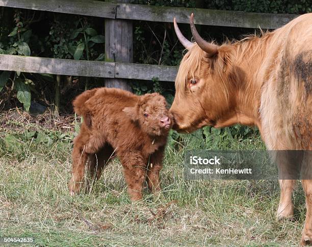 Highland Cow And Calf Stock Photo - Download Image Now - Animal, Calf, Cow