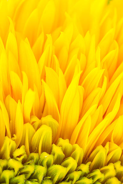 istock Yellow flower petal background 504542889