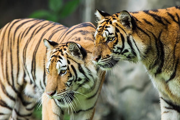 istock Bengal Tiger in the Thailand 504543171