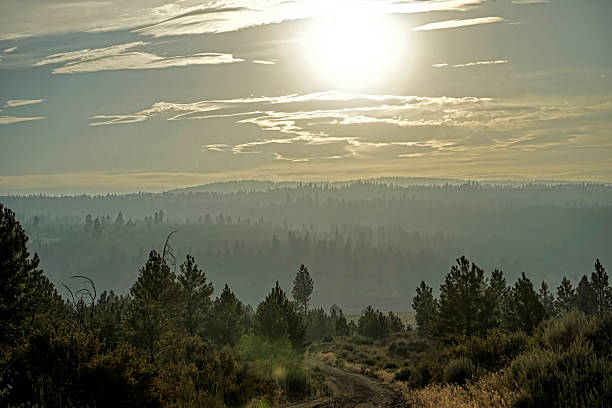 sun over a smoky forest