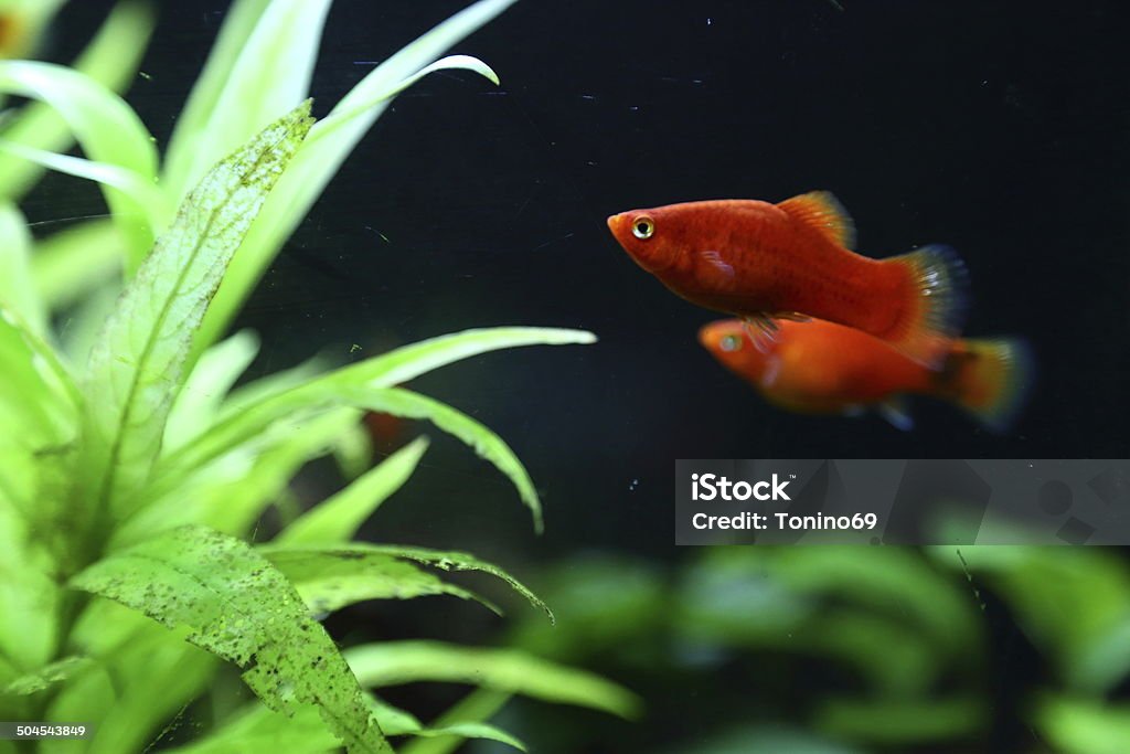 platy - Foto de stock de Bichos Mimados royalty-free