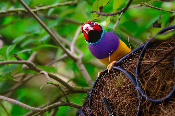 Low angle view of a Gouldian Finch (Erythrura gouldiae) in its nest, Key West, Monroe County, Florida, USA